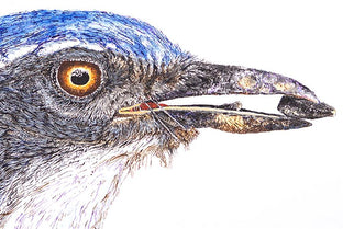 California Scrub-Jay by Emil Morhardt |   Closeup View of Artwork 