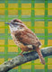 Original art for sale at UGallery.com | Carolina Wren by Alana Clumeck | $300 | oil painting | 11' h x 14' w | thumbnail 4