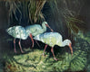 Original art for sale at UGallery.com | Ibis and Shadows by Jan Fontecchio Perley | $825 | oil painting | 11' h x 14' w | thumbnail 1