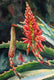 Original art for sale at UGallery.com | Blooming Succulents by Jinny Tomozy | $975 | watercolor painting | 16' h x 12' w | thumbnail 4