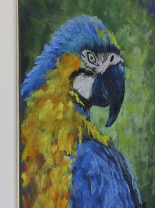 Macaw