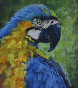 Macaw