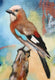 Original art for sale at UGallery.com | Nuthatch by Kristina Ingvarsson | $375 | oil painting | 9' h x 7' w | thumbnail 4