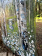 Original art for sale at UGallery.com | Whispers of Birch Elegance by Lisa Elley | $375 | oil painting | 16' h x 12' w | thumbnail 2