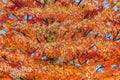 Original art for sale at UGallery.com | Autumn Tree by Shela Goodman | $2,175 | oil painting | 30' h x 40' w | thumbnail 4