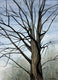 Original art for sale at UGallery.com | 3D Tree by Vic Roschkov | $825 | watercolor painting | 24.5' h x 18' w | thumbnail 1