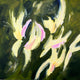Original art for sale at UGallery.com | Honeysuckle by JoAnn Golenia | $750 | acrylic painting | 20' h x 20' w | thumbnail 1