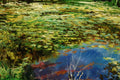 Original art for sale at UGallery.com | Leisure Village Lake by Onelio Marrero | $575 | oil painting | 11' h x 14' w | thumbnail 4