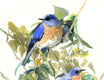 Original art for sale at UGallery.com | Bluebirds on Linden Tree by Suren Nersisyan | $400 | watercolor painting | 16' h x 12' w | thumbnail 2