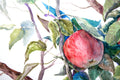 Original art for sale at UGallery.com | Apples on the Tree by Suren Nersisyan | $315 | watercolor painting | 15' h x 20' w | thumbnail 3