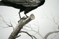 Original art for sale at UGallery.com | Crow by Suren Nersisyan | $275 | watercolor painting | 15' h x 20' w | thumbnail 3