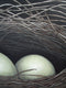 Original art for sale at UGallery.com | Secrets of the Nest by Jennifer Ross | $2,375 | acrylic painting | 30' h x 40' w | thumbnail 4