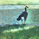 Original art for sale at UGallery.com | Gray Goose by Brian McCarty | $550 | oil painting | 20' h x 20' w | thumbnail 1