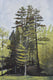 Original art for sale at UGallery.com | The Green of Letchworth by David Thelen | $1,800 | oil painting | 36' h x 24' w | thumbnail 1