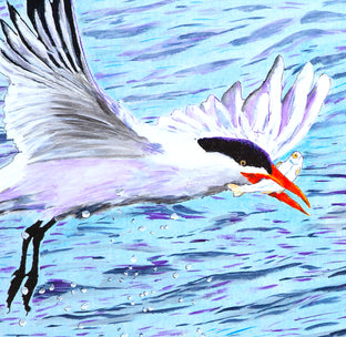 Caspian Tern Fishing by Emil Morhardt |   Closeup View of Artwork 