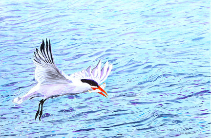 acrylic painting by Emil Morhardt titled Caspian Tern Fishing