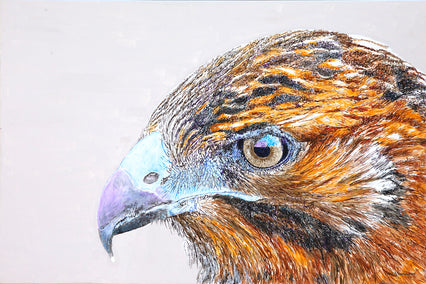 acrylic painting by Emil Morhardt titled Galapagos Hawk