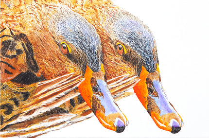 acrylic painting by Emil Morhardt titled The Coy Miss Mallards