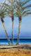 Original art for sale at UGallery.com | Palms by George Peebles | $1,300 | oil painting | 36' h x 24' w | thumbnail 4