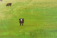 Original art for sale at UGallery.com | Happy Cows by Sally Adams | $425 | acrylic painting | 16' h x 20' w | thumbnail 4