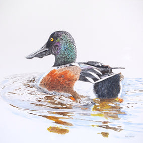 acrylic painting by Emil Morhardt titled A Northern Shoveler Churning