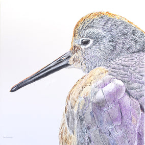 acrylic painting by Emil Morhardt titled Sleepy Willet