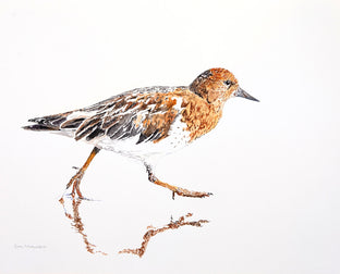 Black Turnstone #3 by Emil Morhardt |  Artwork Main Image 