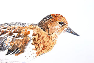 Black Turnstone #3 by Emil Morhardt |   Closeup View of Artwork 