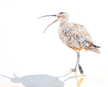 watercolor painting by Emil Morhardt titled Whimbrel #11 Speaking Out