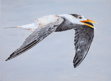 acrylic painting by Emil Morhardt titled Great Crested Tern #1