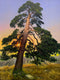 Original art for sale at UGallery.com | Pine by Jose Luis Bermudez | $3,325 | oil painting | 48' h x 36' w | thumbnail 1