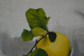 Original art for sale at UGallery.com | Lemons by Christopher Garvey | $525 | oil painting | 10' h x 14' w | thumbnail 4