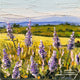 Original art for sale at UGallery.com | Golden Glow by Lisa Elley | $425 | oil painting | 10' h x 10' w | thumbnail 1