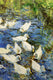 Original art for sale at UGallery.com | Pekin Ducks by Onelio Marrero | $2,050 | oil painting | 28' h x 30' w | thumbnail 4