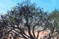 Original art for sale at UGallery.com | Tree by the River at Sunrise by Shela Goodman | $375 | oil painting | 12' h x 16' w | thumbnail 4