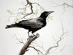 Original art for sale at UGallery.com | Crow by Suren Nersisyan | $275 | watercolor painting | 15' h x 20' w | thumbnail 1